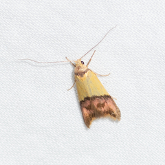 Hemibela oxyptera