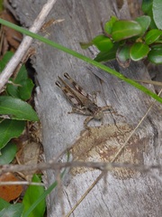 Melanoplus ponderosus