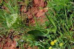 Schizocarphus nervosus