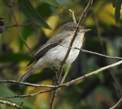 Muscicapa dauurica