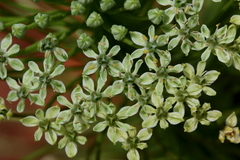 Schizocarphus nervosus