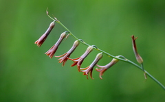Dipcadi ciliare