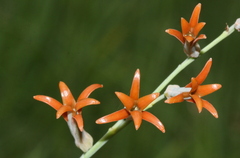 Dipcadi ciliare