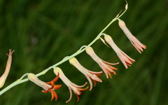 Dipcadi ciliare
