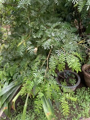 Calliandra tergemina