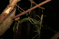 Peristeranthus hillii