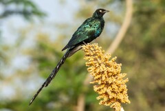 Lamprotornis caudatus
