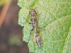 Pseudomyrmex