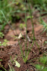 Dipcadi ciliare