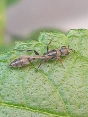 Pseudomyrmex