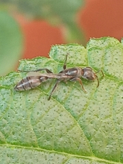 Pseudomyrmex