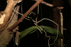 Peristeranthus hillii