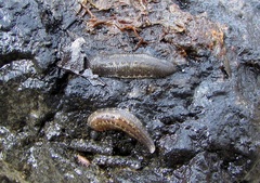 Glossiphonia complanata