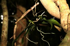 Peristeranthus hillii