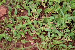 Hermannia boraginiflora