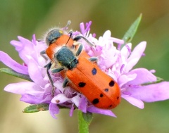 Trichodes octopunctatus