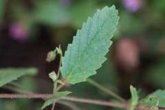 Hermannia boraginiflora