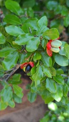 Ochna