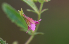 Hermannia boraginiflora