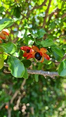 Ochna
