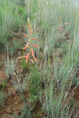 Aloe kniphofioides