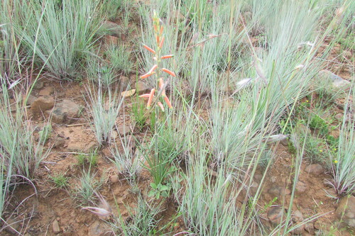 Image of Aloe kniphofioides by (c) James Deacon, some rights reserved (CC BY-SA)
