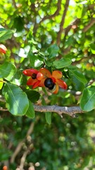 Ochna