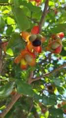 Ochna