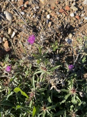 Centaurea calcitrapa