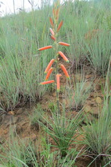 Aloe kniphofioides
