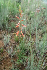 Aloe kniphofioides