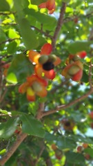 Ochna