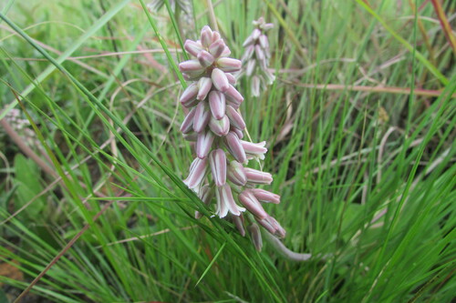 Resnova pilosa