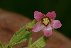 Hermannia boraginiflora