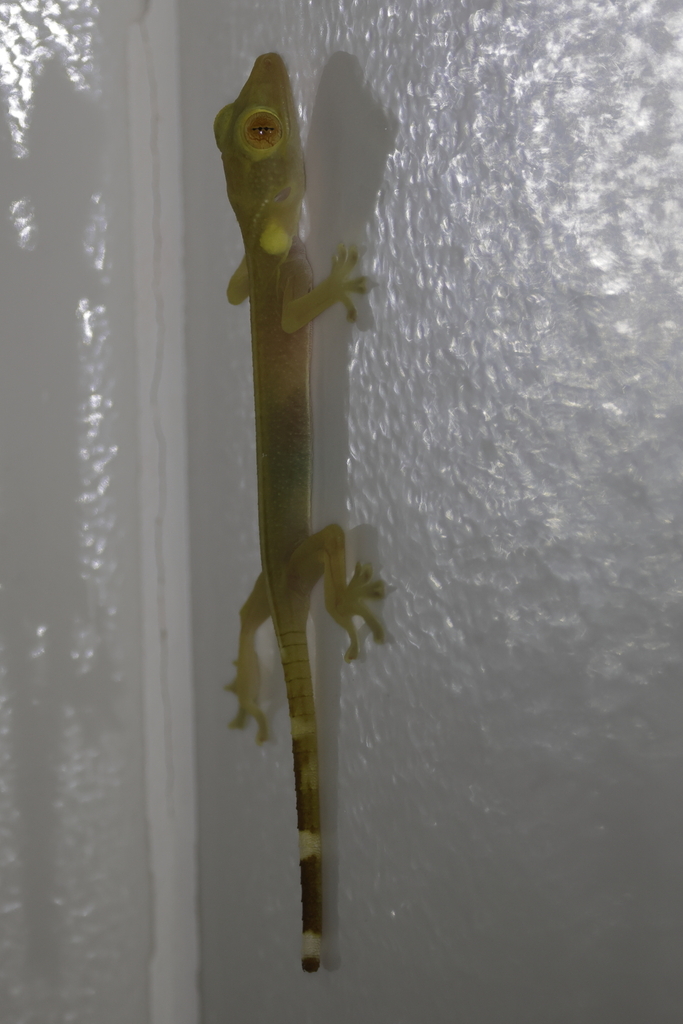 Sago Gecko