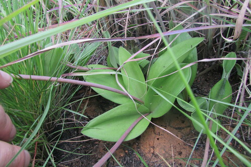 Resnova pilosa