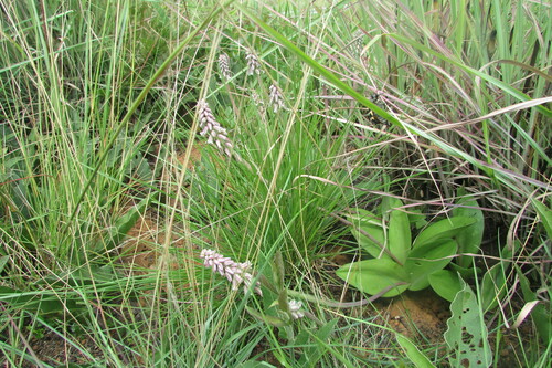 Image of Resnova pilosa by (c) James Deacon, some rights reserved (CC BY-SA)