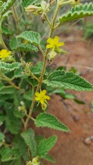 Corchorus kirkii