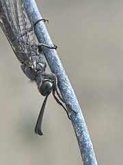 Myrmeleon acer