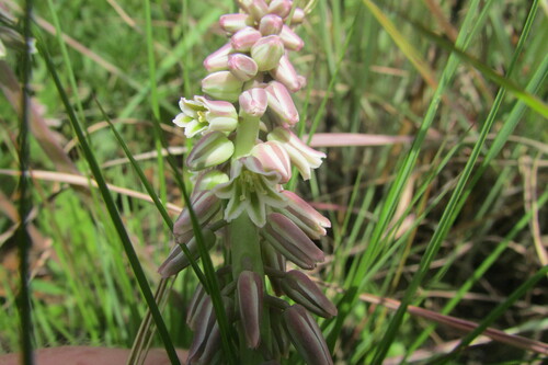 Resnova pilosa