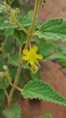 Corchorus kirkii
