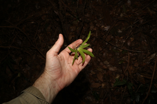 Image of Oberonia complanata by (c) Greg Tasney, some rights reserved (CC BY-SA)