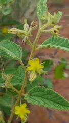 Corchorus kirkii