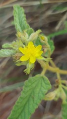 Corchorus kirkii