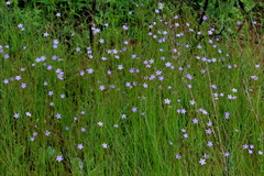 Wahlenbergia virgata