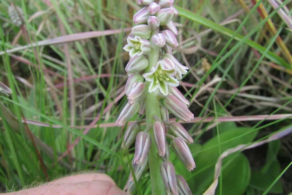 hairy-leaved African hyacinth