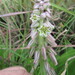 Hairy-leaved African Hyacinth - Photo (c) James Deacon, some rights reserved (CC BY-NC), uploaded by James Deacon