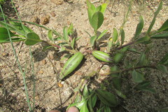 Raphionacme hirsuta