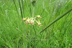 Miraglossum pulchellum