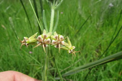 Miraglossum pulchellum